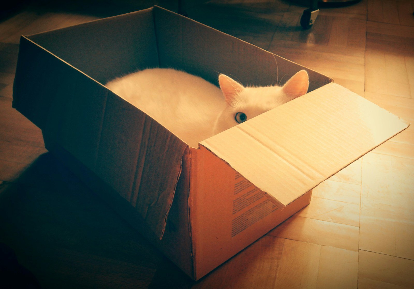 Por que os gatos gostam de caixas? Entenda esse comportamento curioso