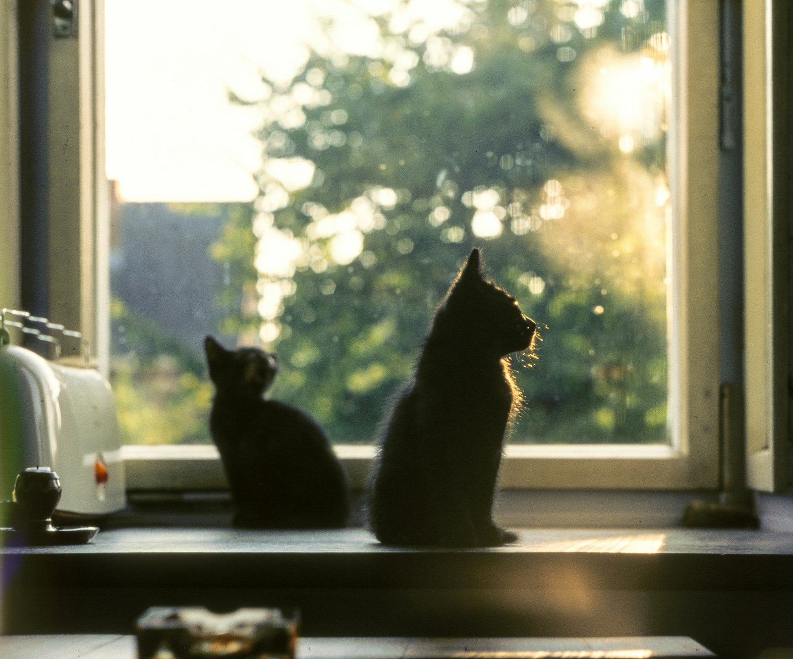 Quanto tempo vive um gato? Expectativa de vida dos felinos